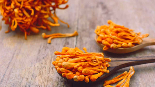 Cordyceps: Your Ultimate Guide to the Functional Mushroom