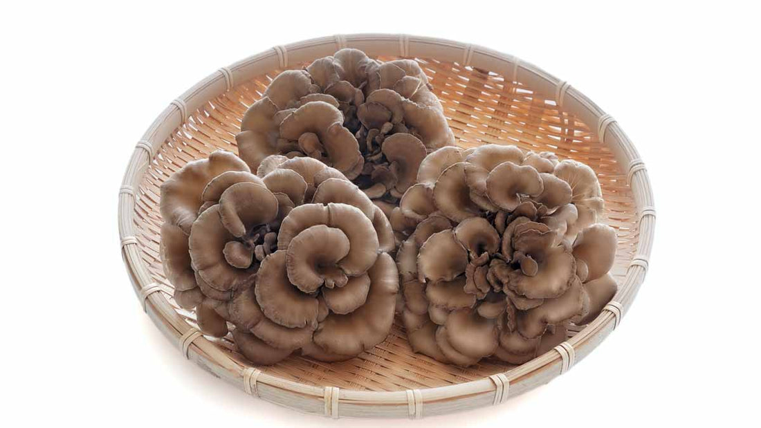 The Ultimate Guide to Maitake: The Mushroom for Immunity and Energy Support